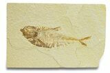 Bargain, Fossil Fish (Diplomystus) - Wyoming #289901-1